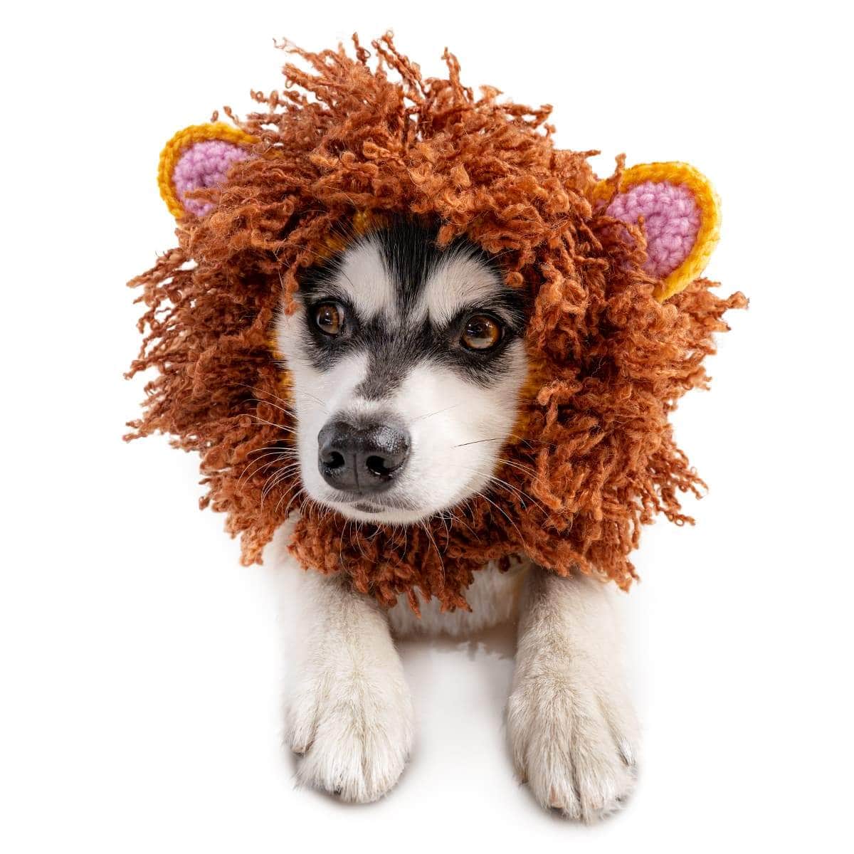 lion-zoo-snood-dog-costume-19739886747814
