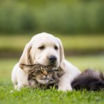7-benefits-your-pets-can-gain-from-CBD-for-pets-and-the-best-way-to-feed-CBD-for-your-dog-1024x576