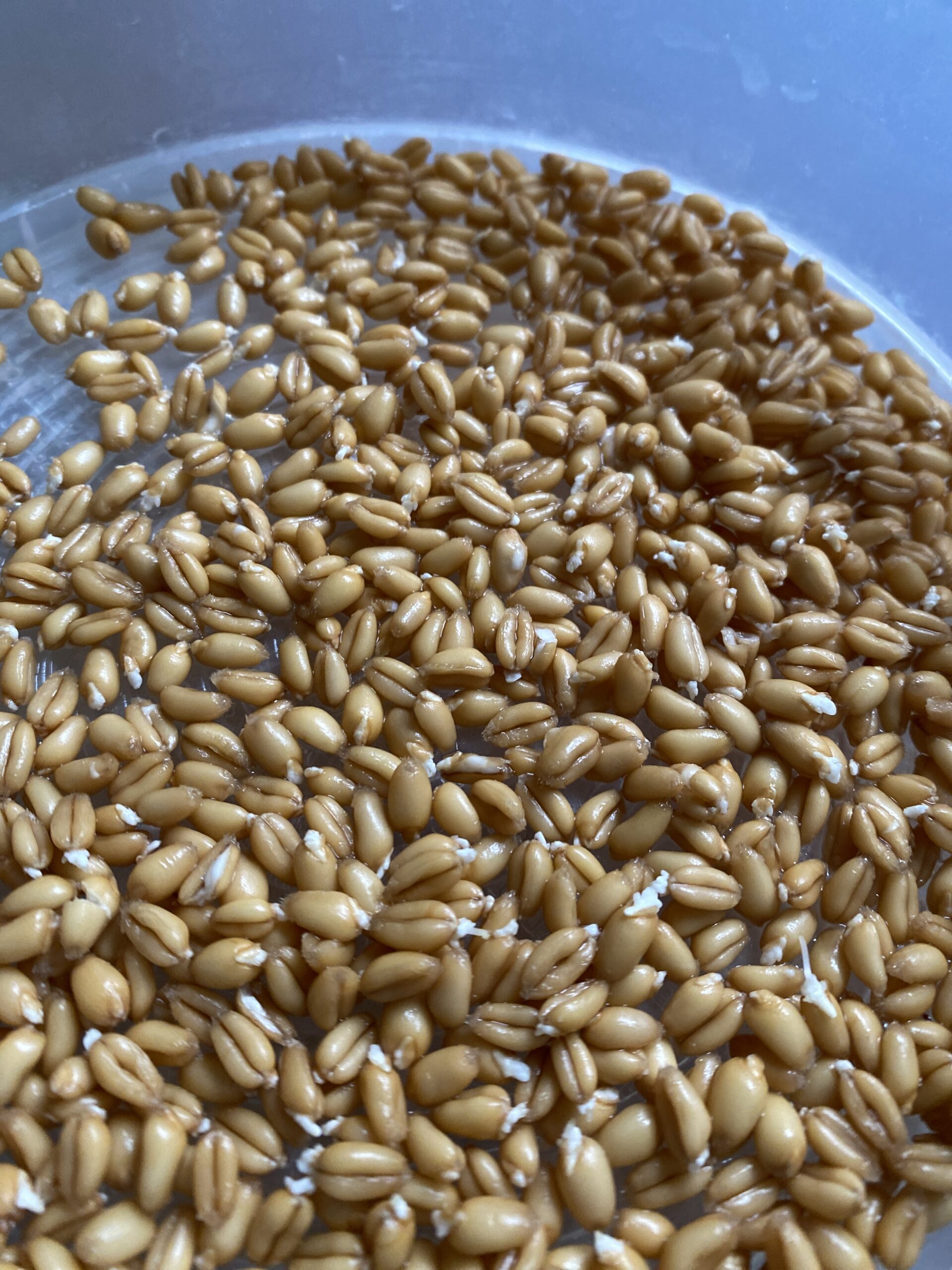 newly sprouted wheatberries