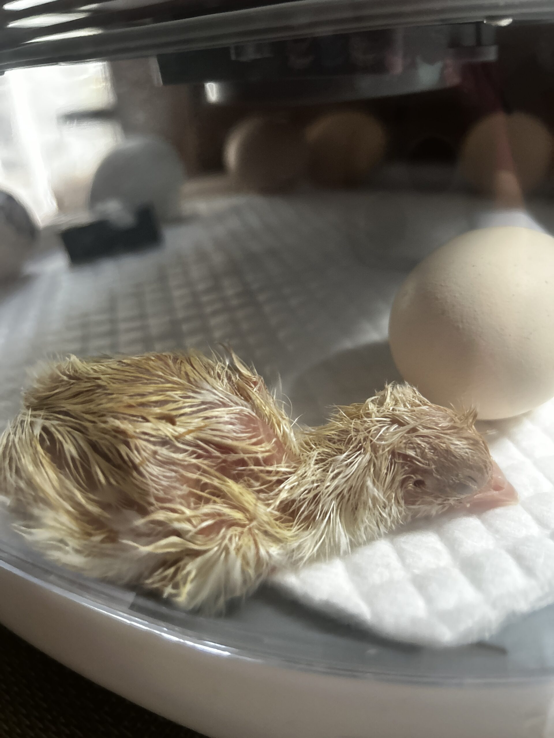chick in incubator