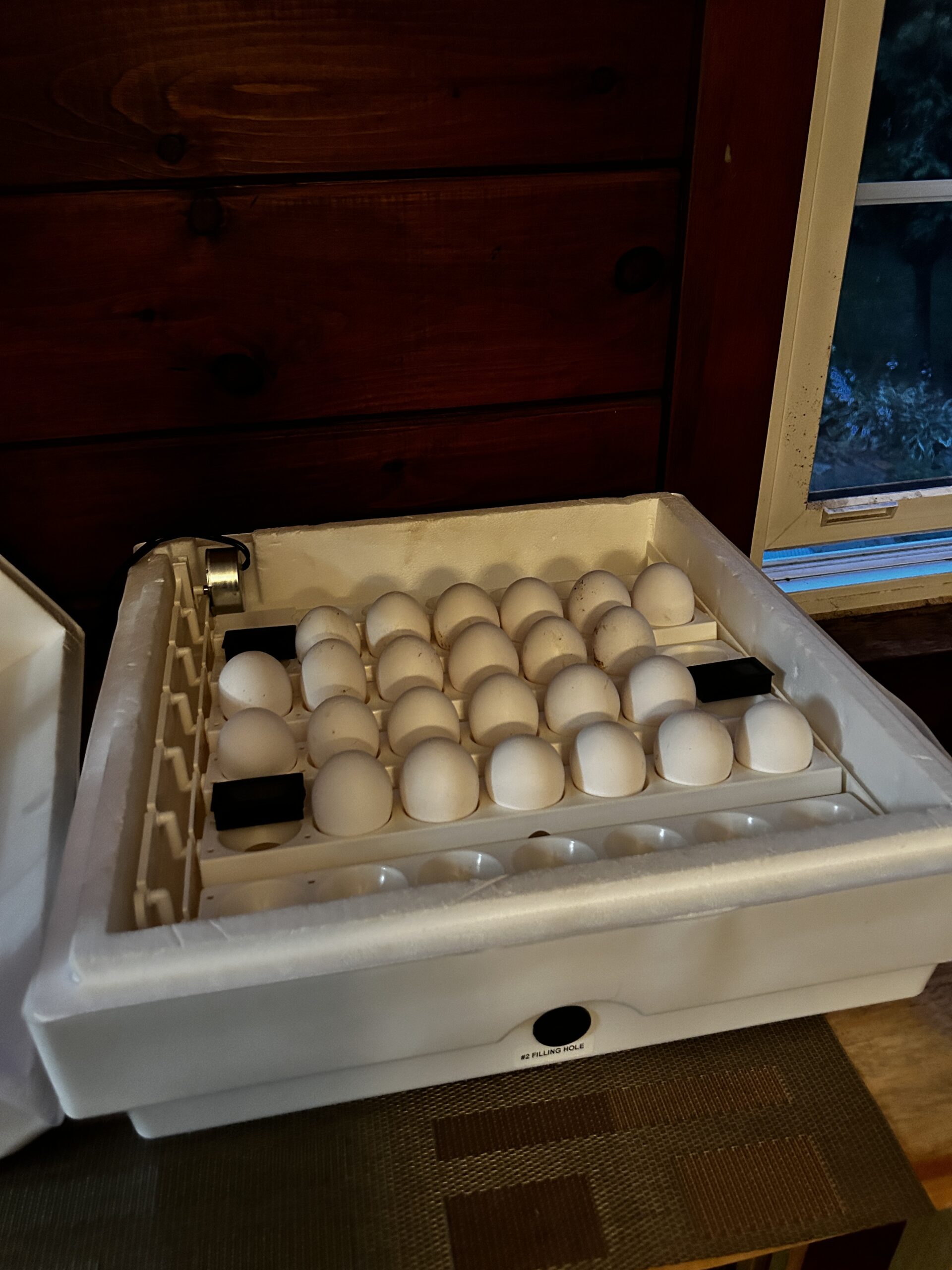 eggs in incubator