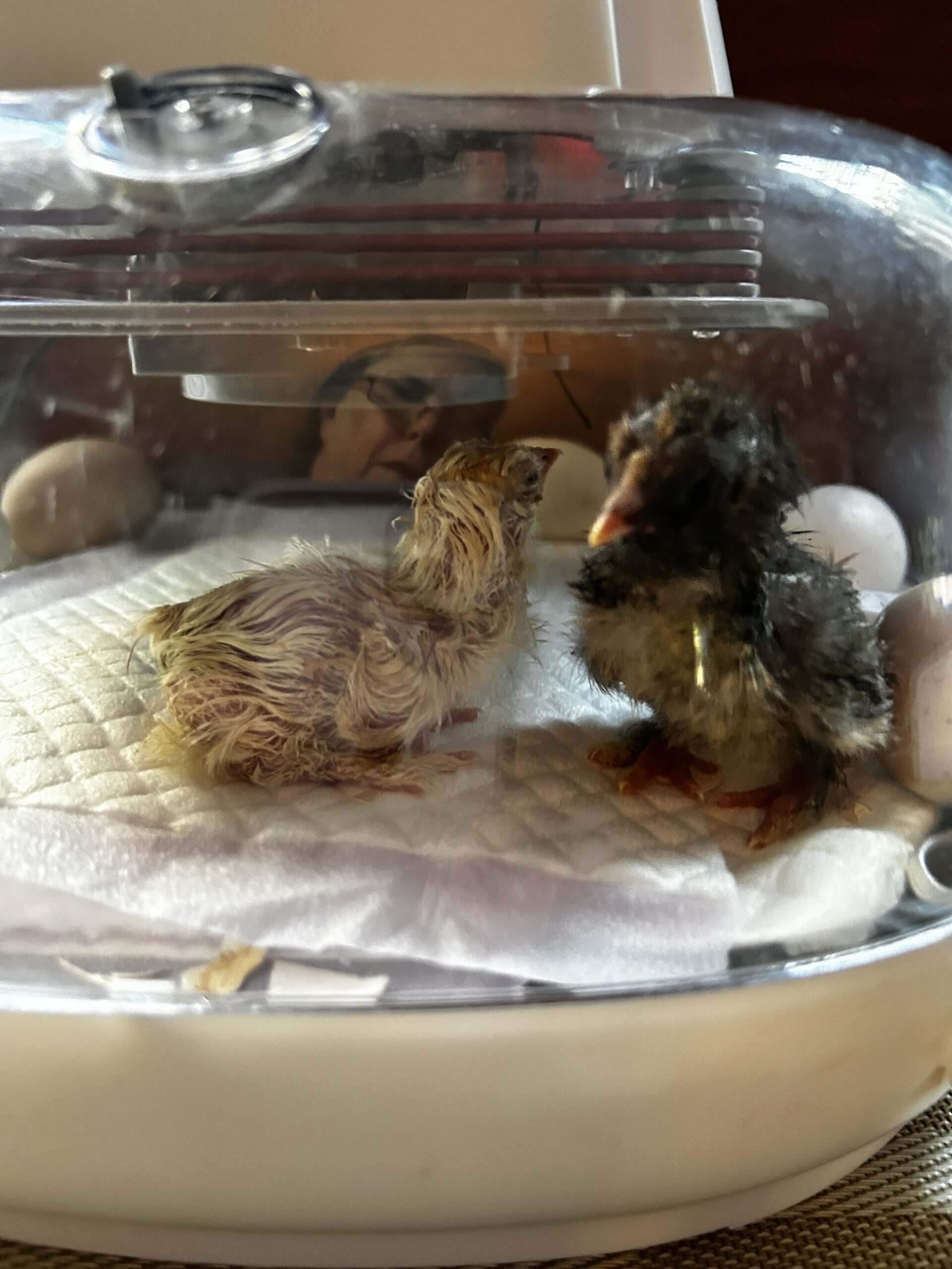 chicks in incubator