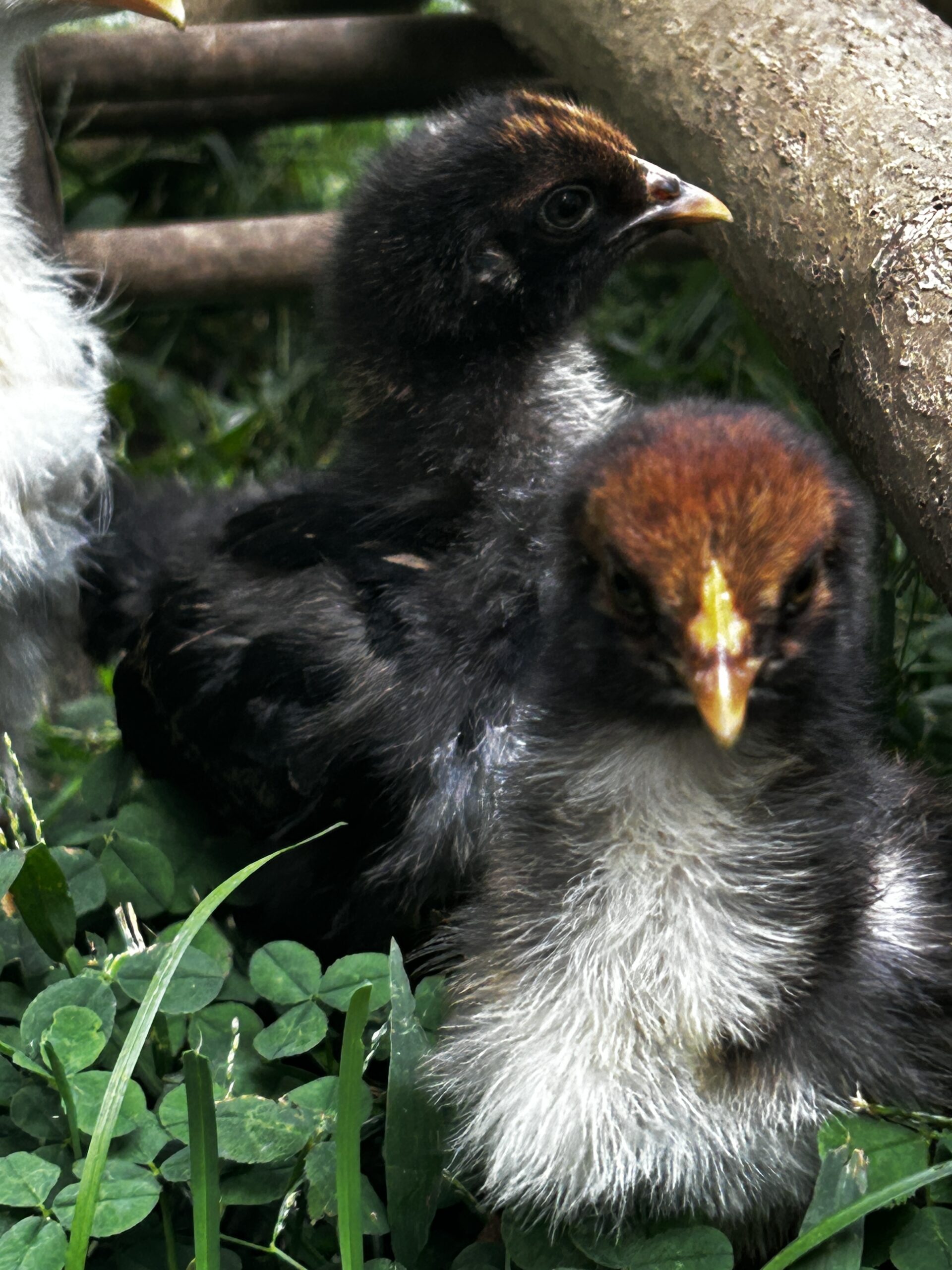 Gold Laced Brahmas