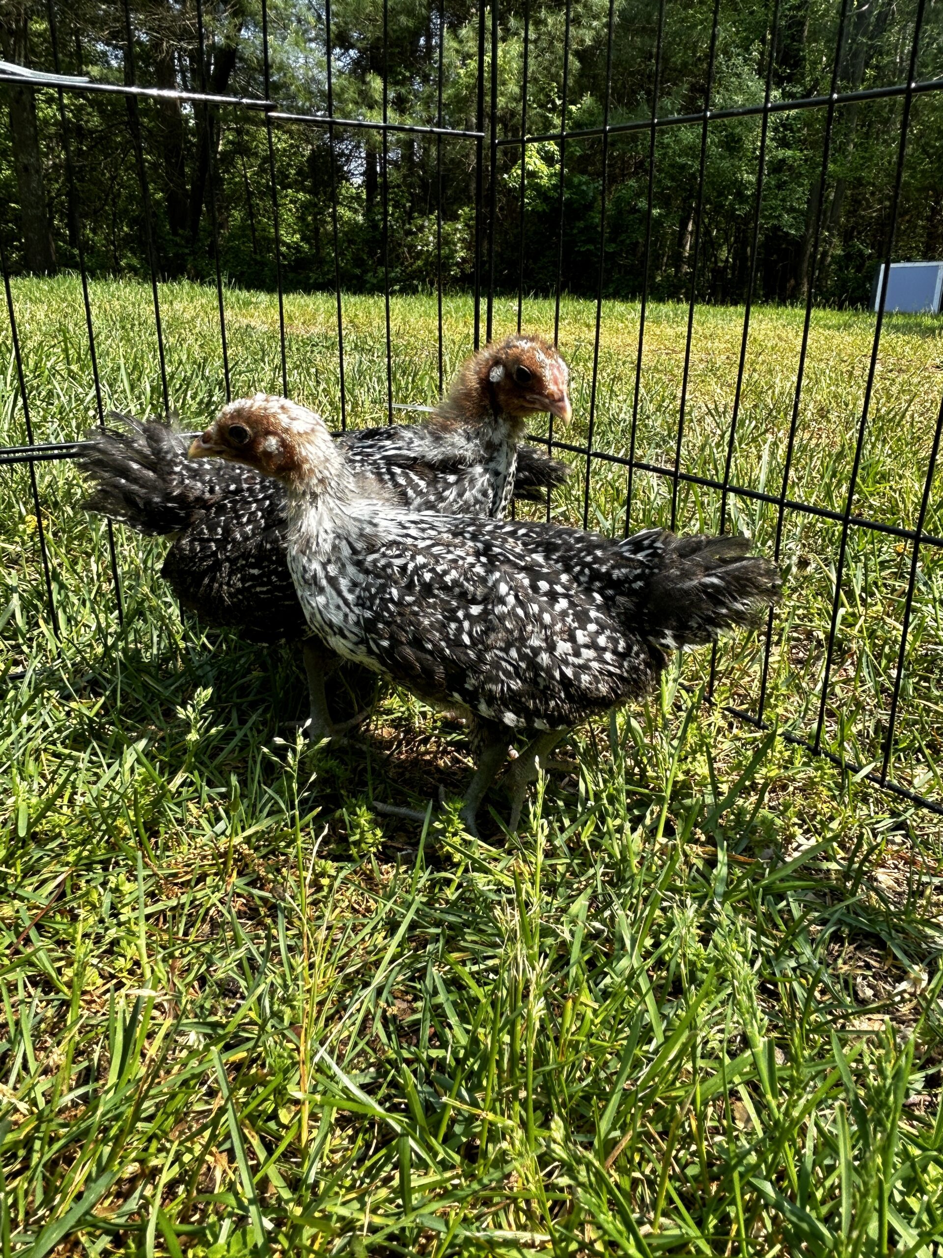 baby Deathlayer chicks