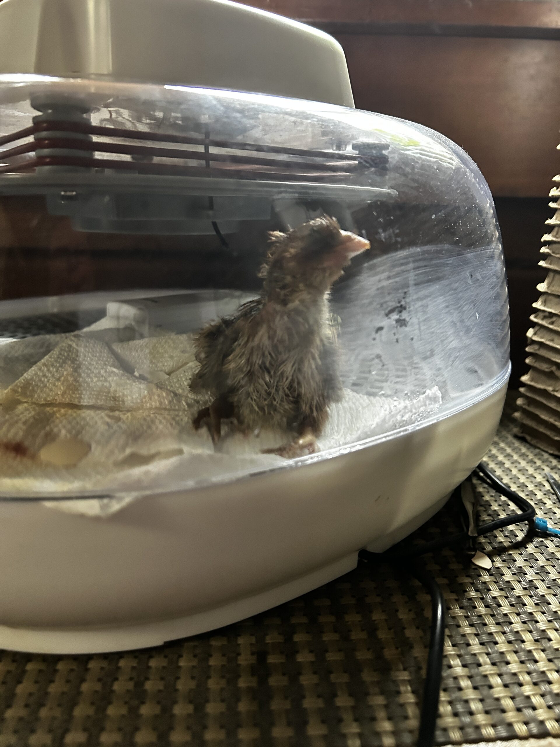 chick in incubator