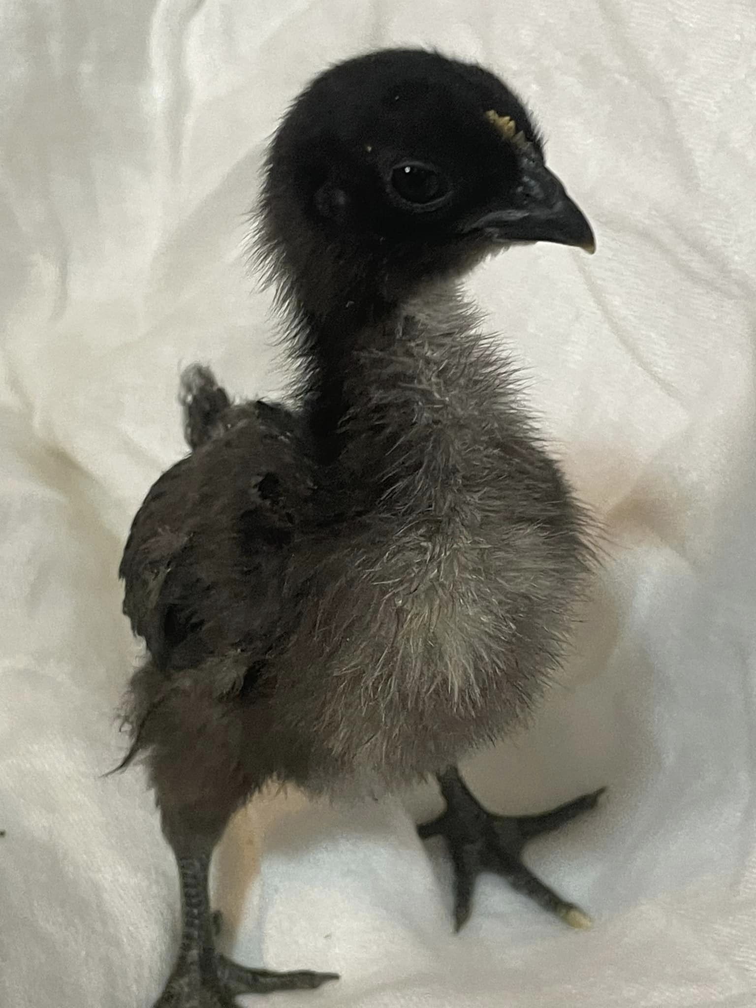 Cemani hybrid