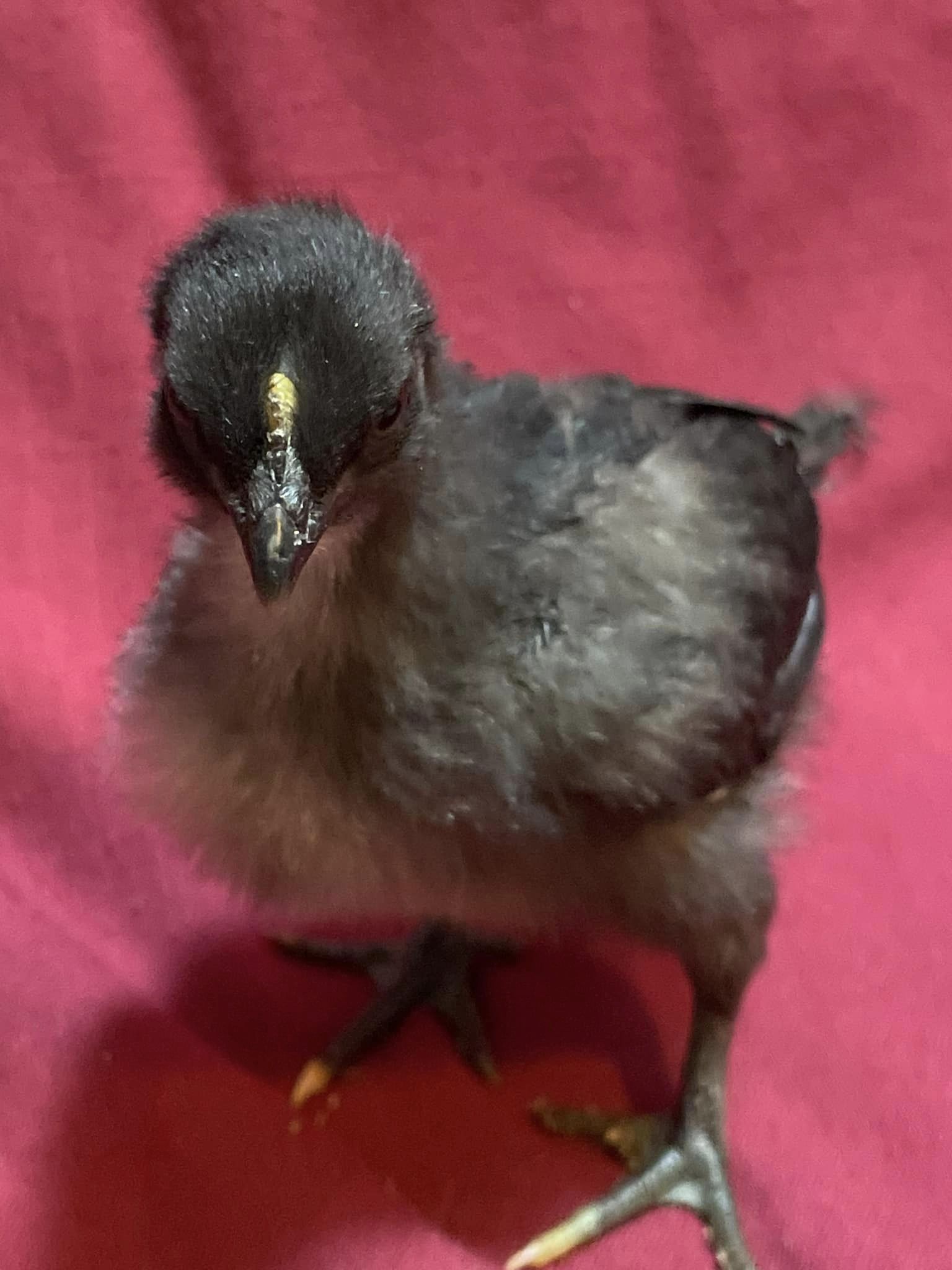 Cemani hybrid