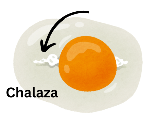 Understanding the Chalaza in an Egg ~ Weekend Homesteader