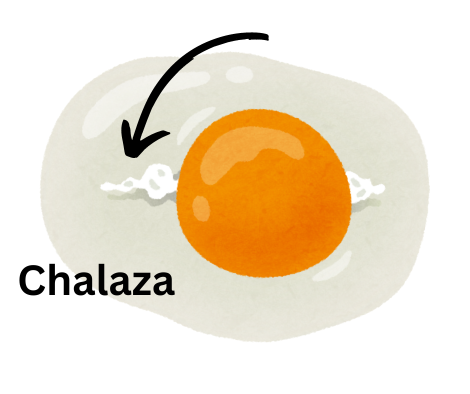 chalaza in egg