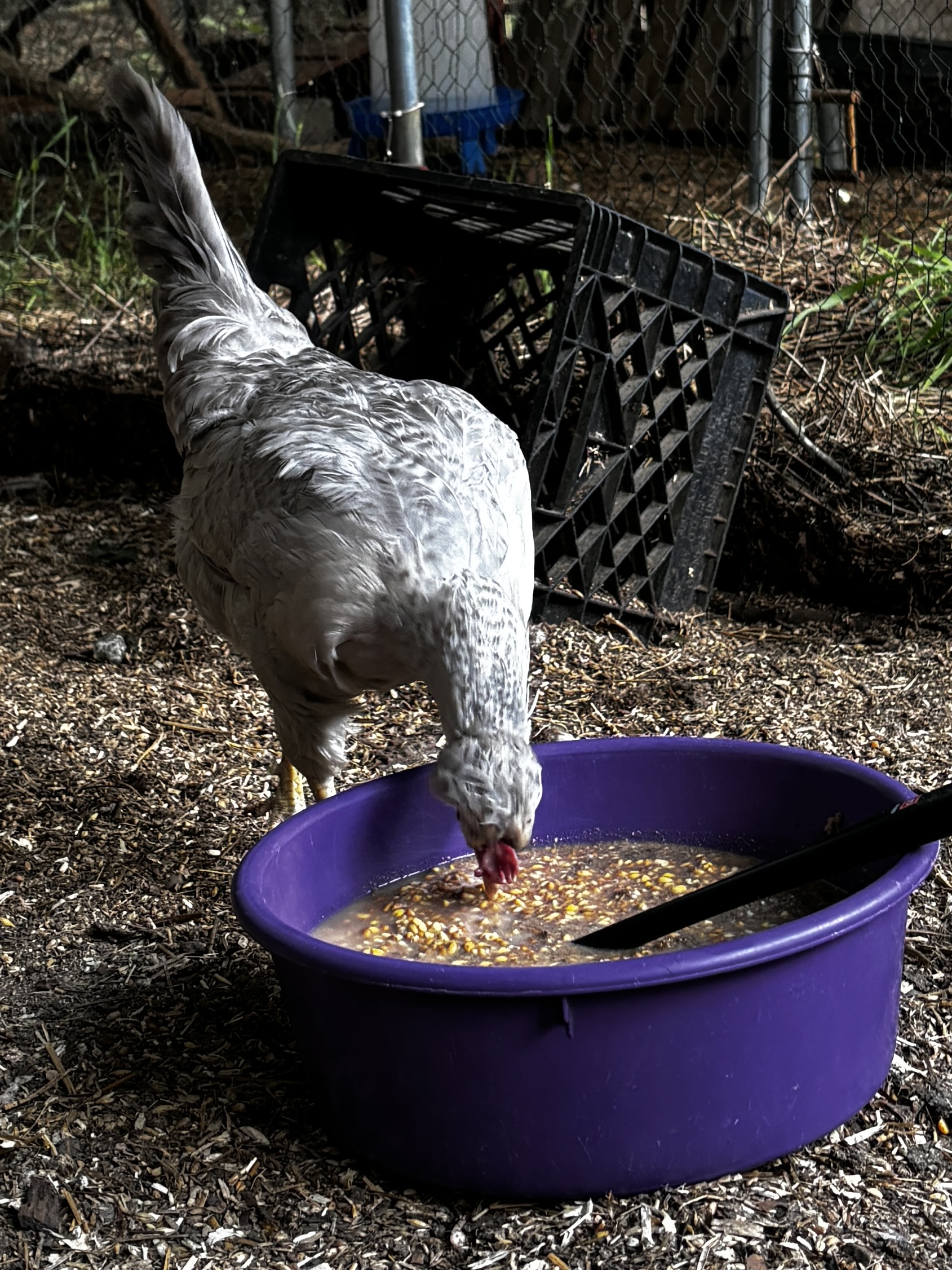 chicken eating a snack