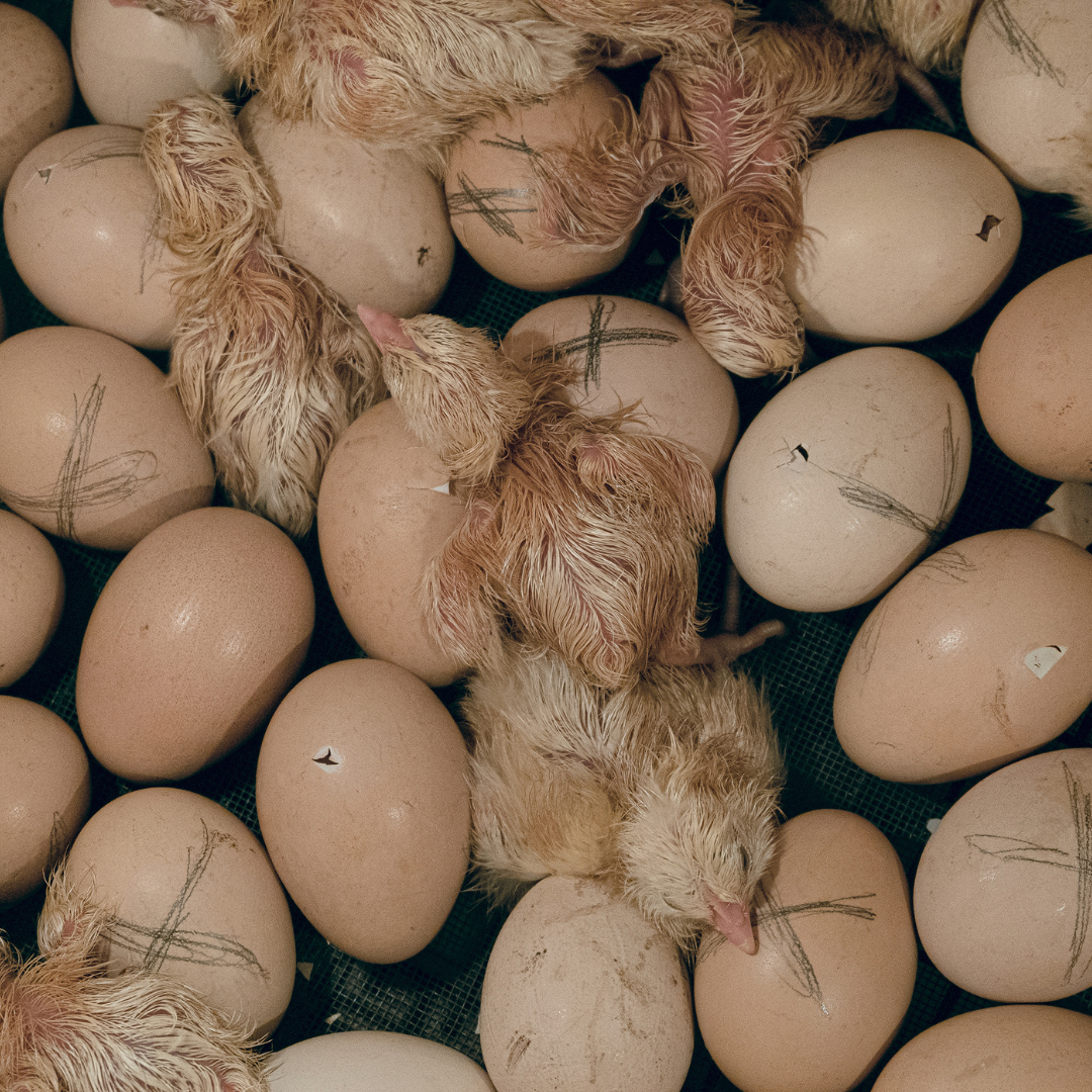 commercial chicks hatching
