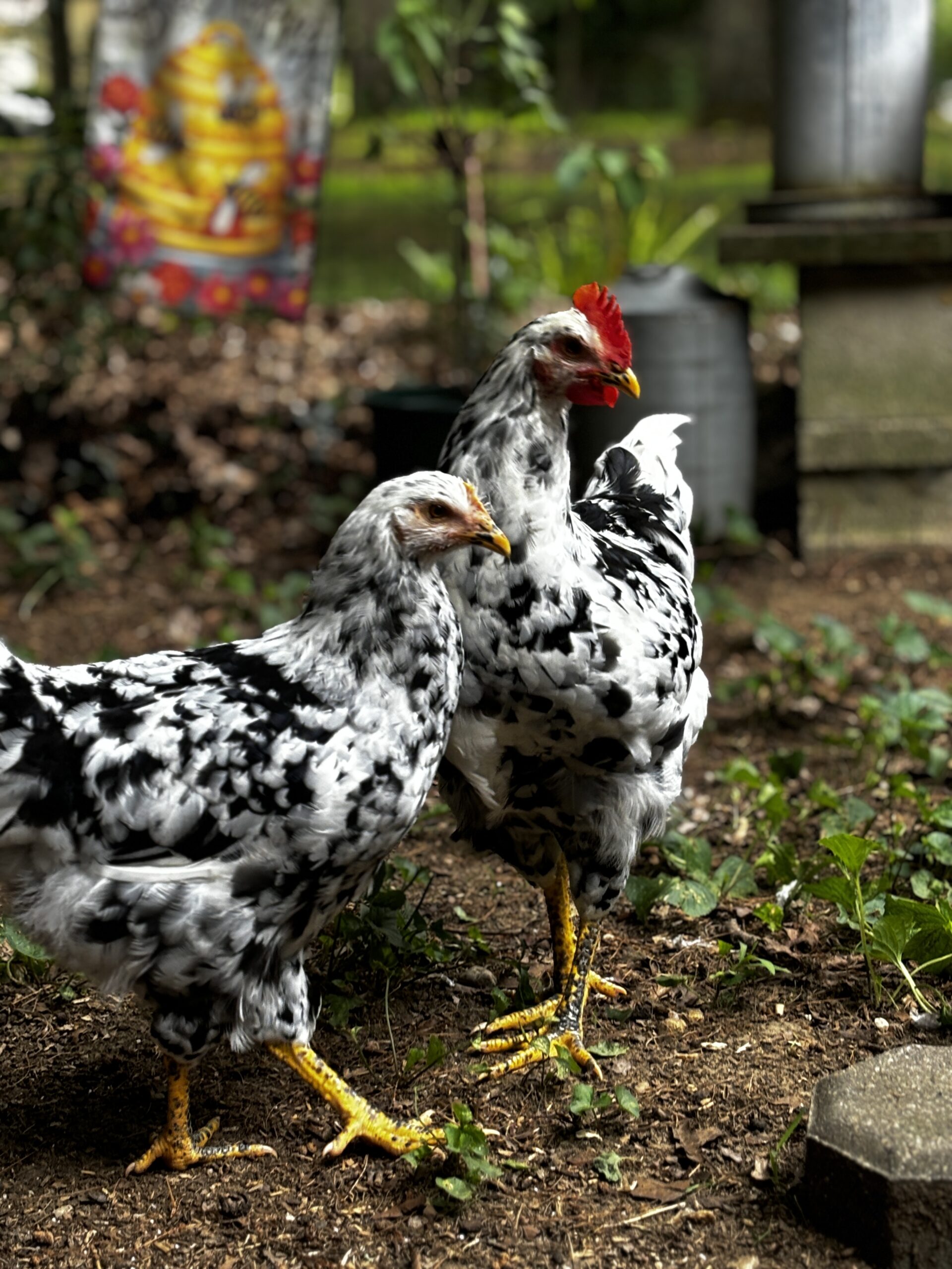 Pita Pinta chickens