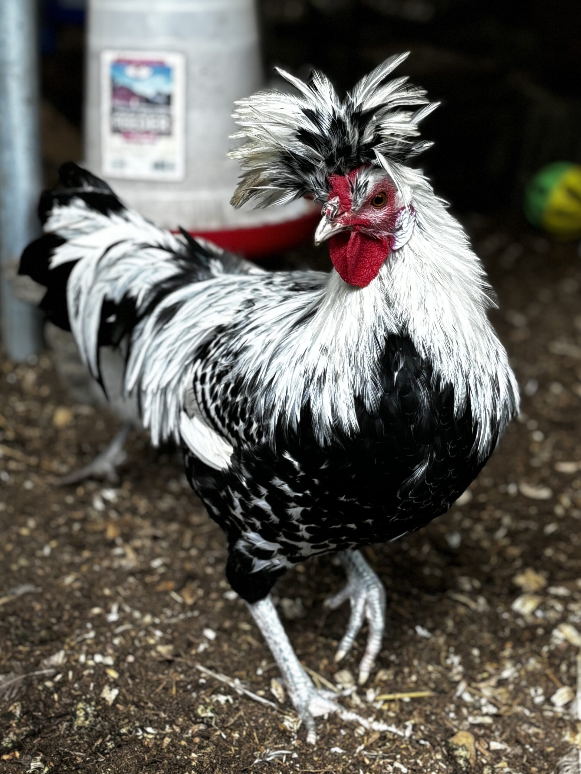 Appenzeller Spitzhauben rooster