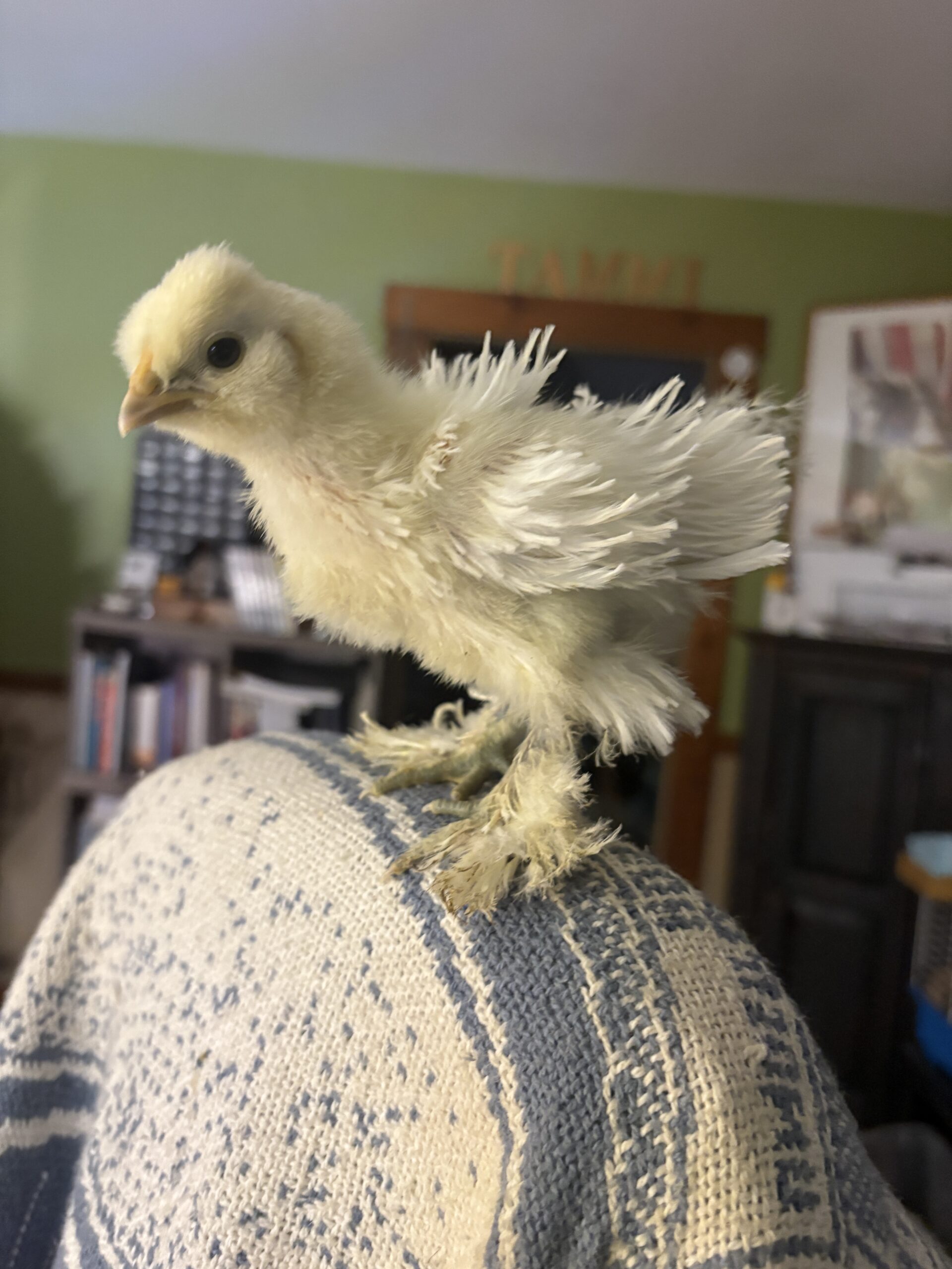 sultan chick
