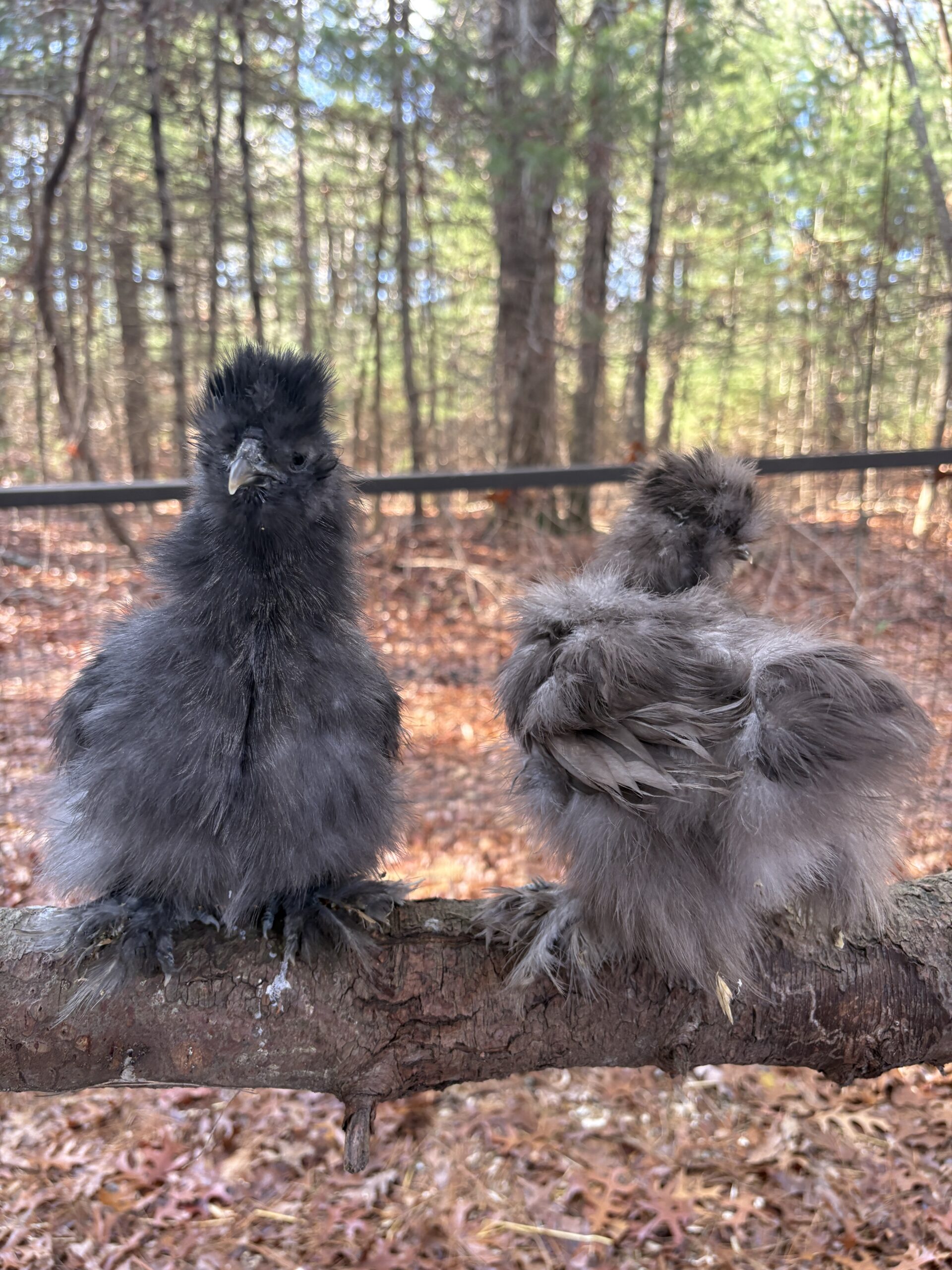 silkie