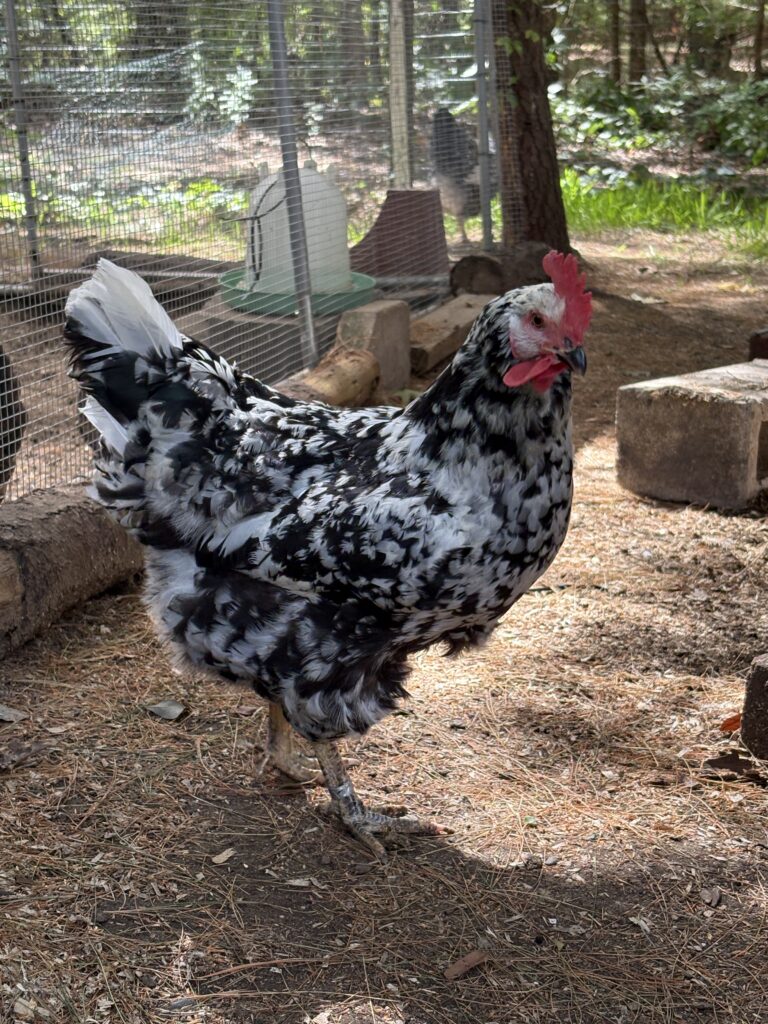 Pita Pinta hen