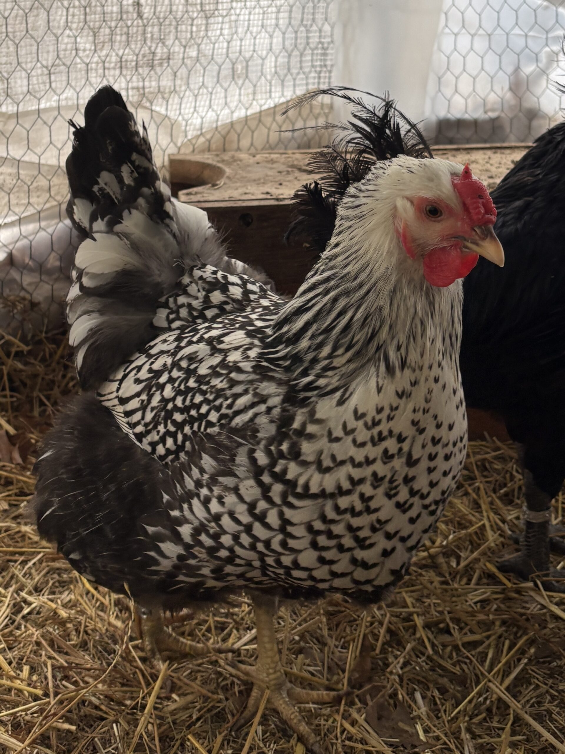 Chimpanzini (Wyandotte)