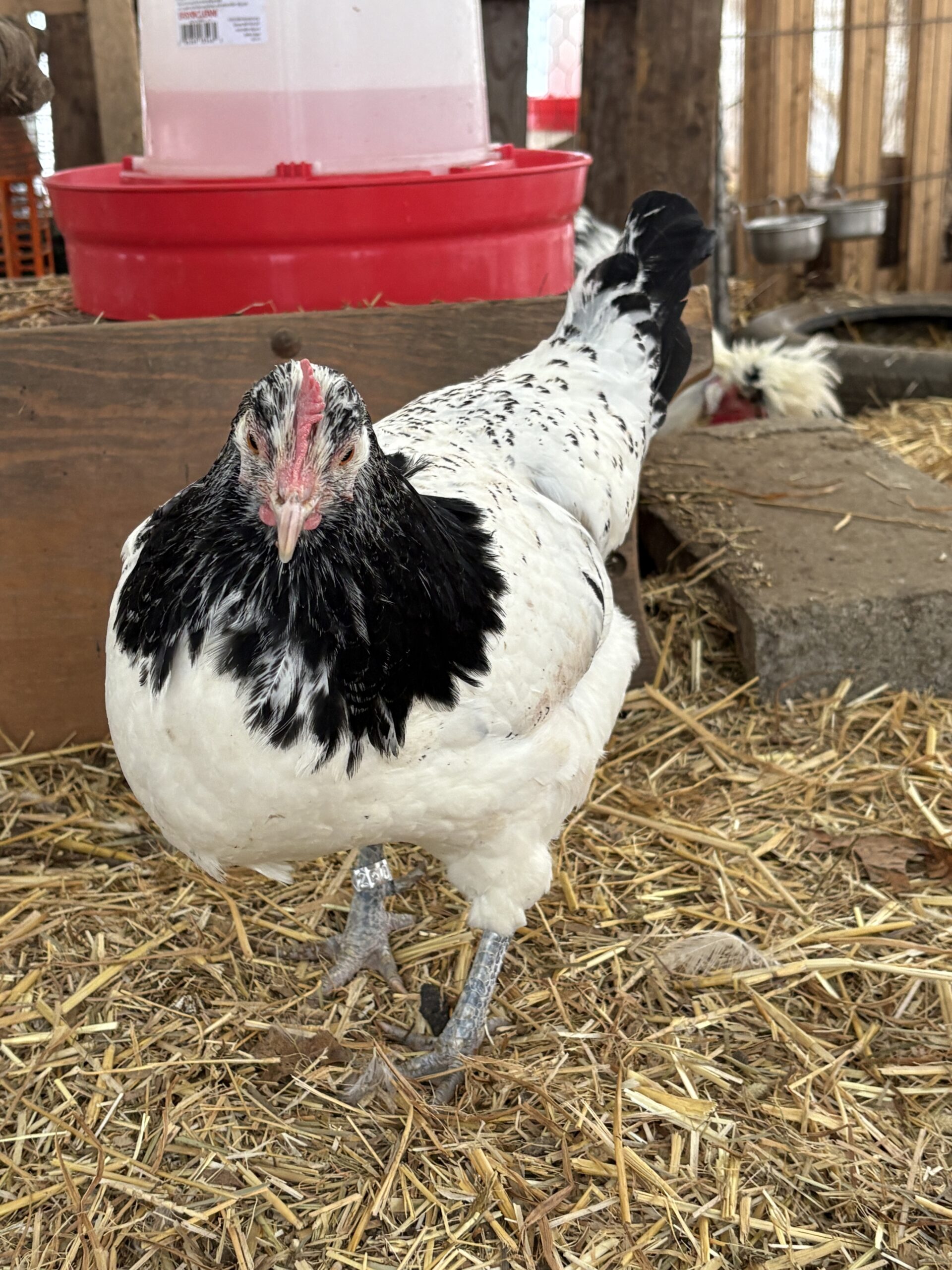 Drumstick (Lakenvelder)