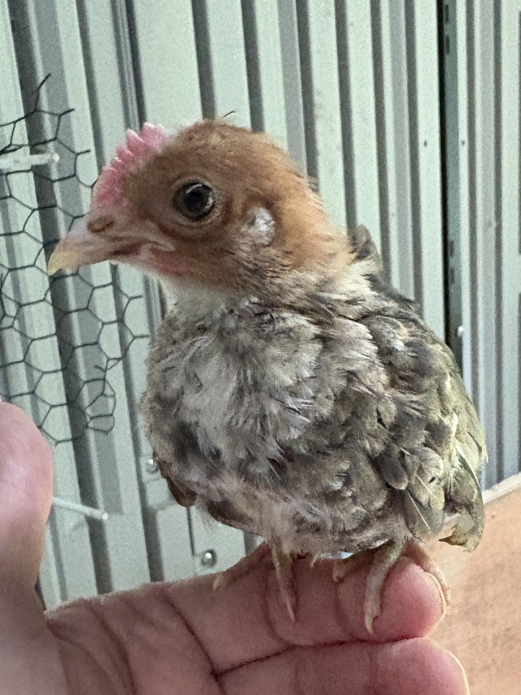 Valentina (Kikiriki)