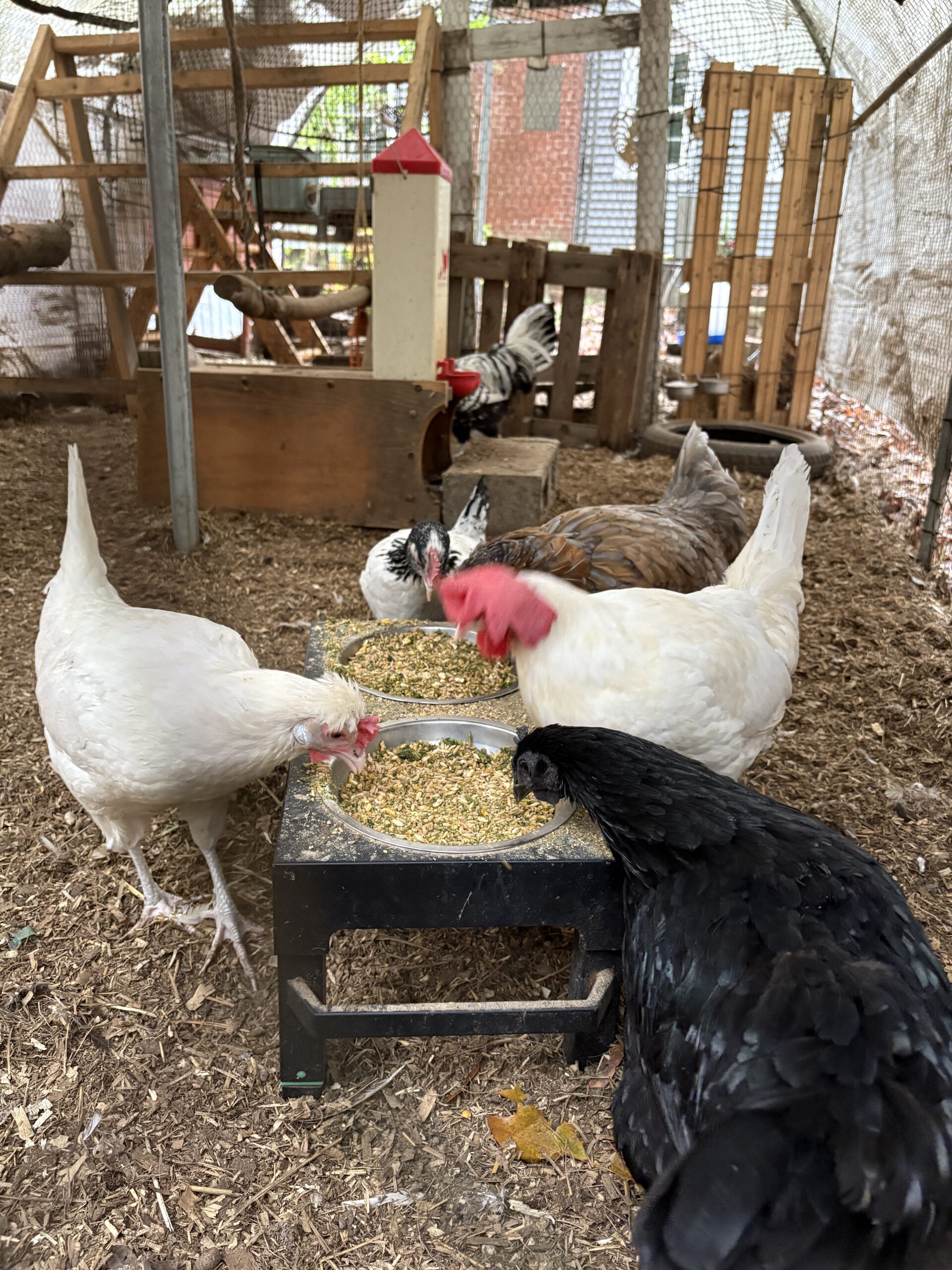 Elysa, Poppy, & Spiderman