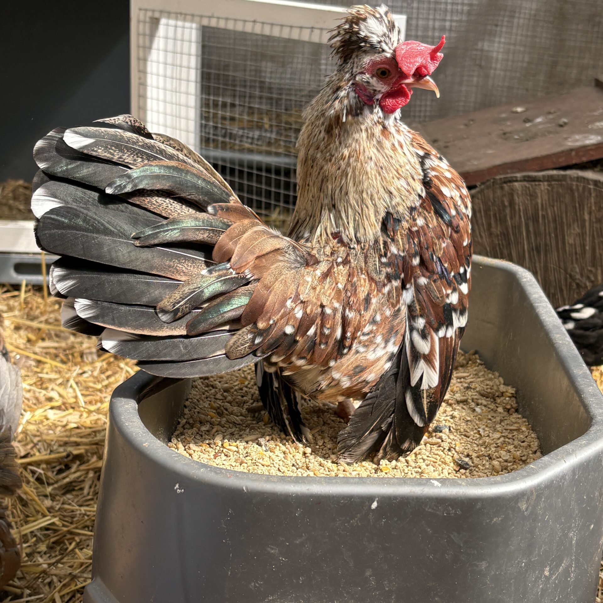 Kiki rooster