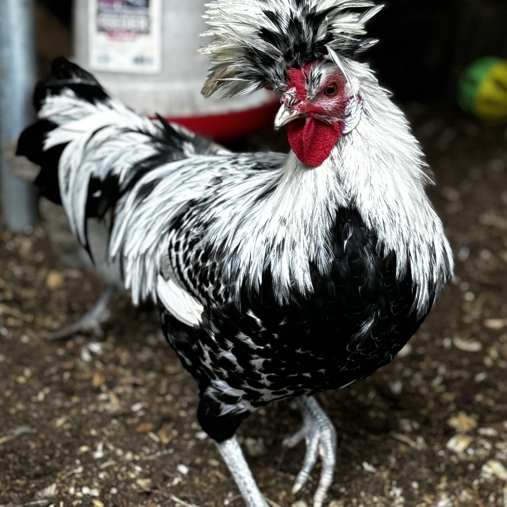 Spitzhauben rooster